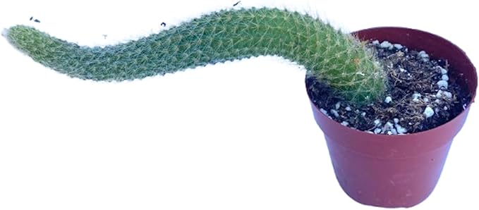 Rare Cactus Plants, 2" Monkey Tail Cactus, Live Succulent Cacti Plants Fully Rooted in Grower Pots, Easy Care House Plant