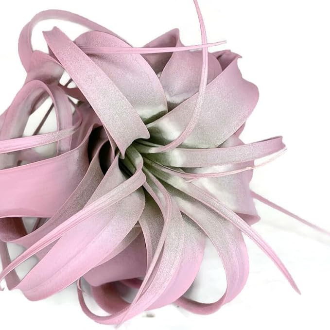 XL Xerographica Colored Air Plant, Live Tillandsia House Plant, Easy Care Indoor Outdoor, Great Gift, Healthy Arrival Guaranteed (Light Pink)