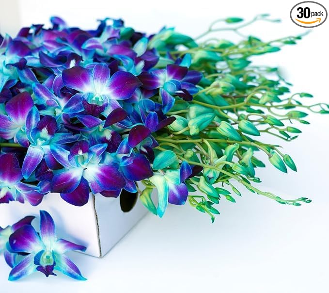 KaBloom - 30 Blue Orchids (Cut-to-Order, and Homegrown in the USA) - Fresh Flowers for Birthday, Valentine's & Mother's Day