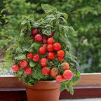 Seeds Indoor Tomato Dwarf in Pot Red Early Heirloom Vegetable for Planting Non GMO