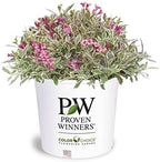 Proven Winners - Weigela florida My Monet (Weigela) Shrub, pink flowers, #2 - Size Container
