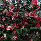 9 Months Old Camellia Tree Live Plant, Camellias Plants Shrub, Large Flower Well-Rooted in Pot, Indoor Outdoor, Cold Hardy (Tri Color)