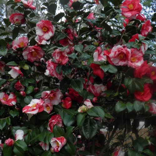 9 Months Old Camellia Tree Live Plant, Camellias Plants Shrub, Large Flower Well-Rooted in Pot, Indoor Outdoor, Cold Hardy (Tri Color)