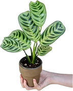 PLANTVERS Live Calathea Plant – Low-Maintenance Indoor Houseplant | Low-Light & Easy-Care Pet-Friendly Plant | Air-Purifying Tropical Houseplant (Calathea Burle Marx, 4" Nursery Pot)