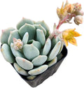 Live Succulent Cactus Plants from USKC (2" Pot) (Echeveria Moonglow)