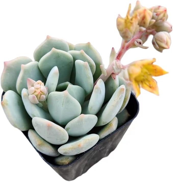 Live Succulent Cactus Plants from USKC (2" Pot) (Echeveria Moonglow)