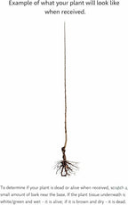 2 Purple Leaf Sand Cherry Trees/Shrubs - 2-3 Foot Tall Live Plants - Purpleleaf Cistena Plum Bushes - Prunus x cistena - (2 Pack)