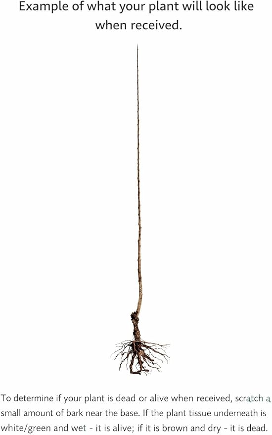 2 Purple Leaf Sand Cherry Trees/Shrubs - 2-3 Foot Tall Live Plants - Purpleleaf Cistena Plum Bushes - Prunus x cistena - (2 Pack)