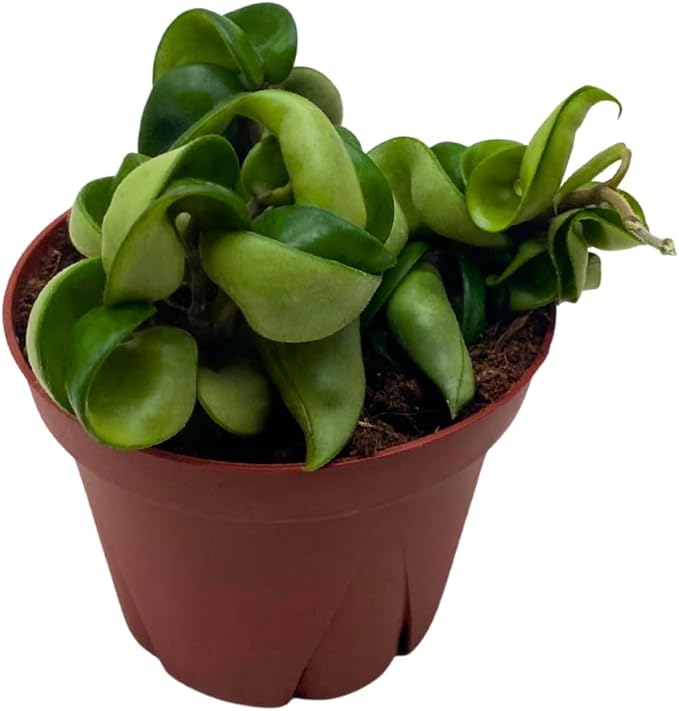 BubbleBlooms Hoya Hindu Rope, 4 inch Carnosa Compacta Krinkle Kurl Curly Wax Plant