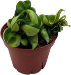 BubbleBlooms Hoya Hindu Rope, 4 inch Carnosa Compacta Krinkle Kurl Curly Wax Plant