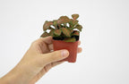Altman Plants Live Houseplants (12PK), Indoor Plants for Delivery Prime, Live Plants and Gardening Gifts for Plant Lovers, Planters for Indoor Plants with Potting Soil, Live House Plants Indoors Live