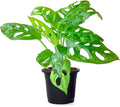 American Plant Exchange Monstera Adansonii – Live 4-Inch Pot Swiss Cheese Vine Plant, Small Easy-Care Trailing Houseplant, Low-Maintenance Air Purifying Plant for Home, Office & Garden Décor