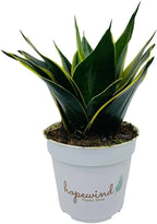 Live Plant, Snake Plant, Indoor Plant, Sansevieria, Air Purifying, Easy Care, 4 inch Pot by Hopewind Plants Shop (Black Star (Black Gold))