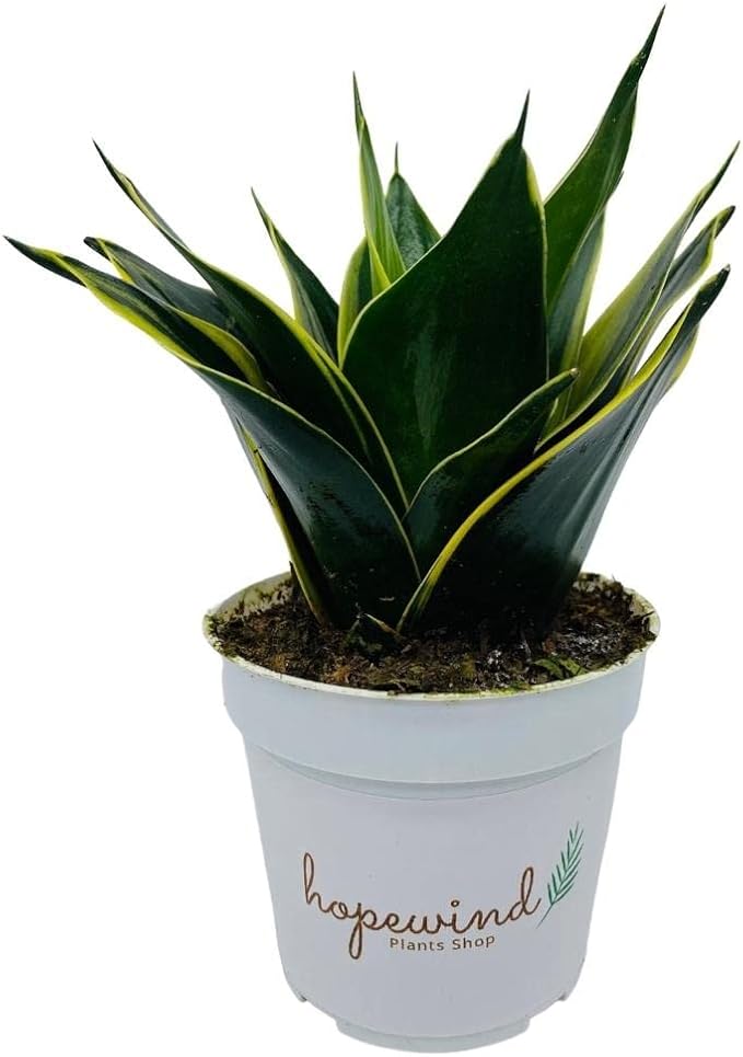 Live Plant, Snake Plant, Indoor Plant, Sansevieria, Air Purifying, Easy Care, 4 inch Pot by Hopewind Plants Shop (Black Star (Black Gold))