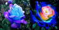 100 Pcs Rare Lavender hues Pink Roses Climbing Plant Seeds Balcony Garden Potted Rose Heirloom Flowers Yard Decor