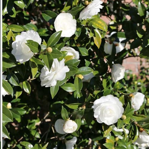 Live White Camellia Flower Plant in 4 Inch Pot, 6–10 Inch Tall Camellia Japonica Shrub for Outdoor Garden, Patio, or Landscape Planting