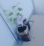 Curry Leaf Plant. Live Plant. Fragrant, Beautiful, Edible. Easy Grow. Indian Cooking Must Have. Murraya Koenigii. (2 Sacs)