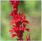 Red Cardinal Flower - Live Plant - Lobelia cardinalis - Vibrant Red Blooms, Attracts Hummingbirds Perennial, 3 Inch Pot, Traditional Medicinal & Garden Herb, Easy to Grow, Hardy Perennial