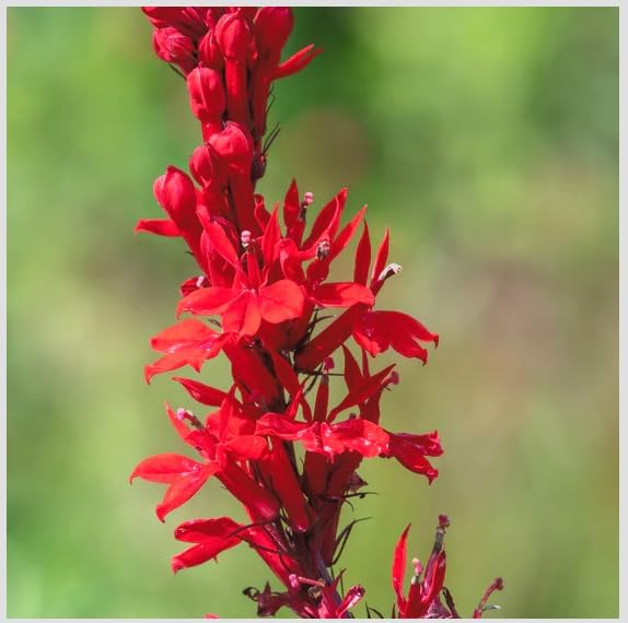 Red Cardinal Flower - Live Plant - Lobelia cardinalis - Vibrant Red Blooms, Attracts Hummingbirds Perennial, 3 Inch Pot, Traditional Medicinal & Garden Herb, Easy to Grow, Hardy Perennial