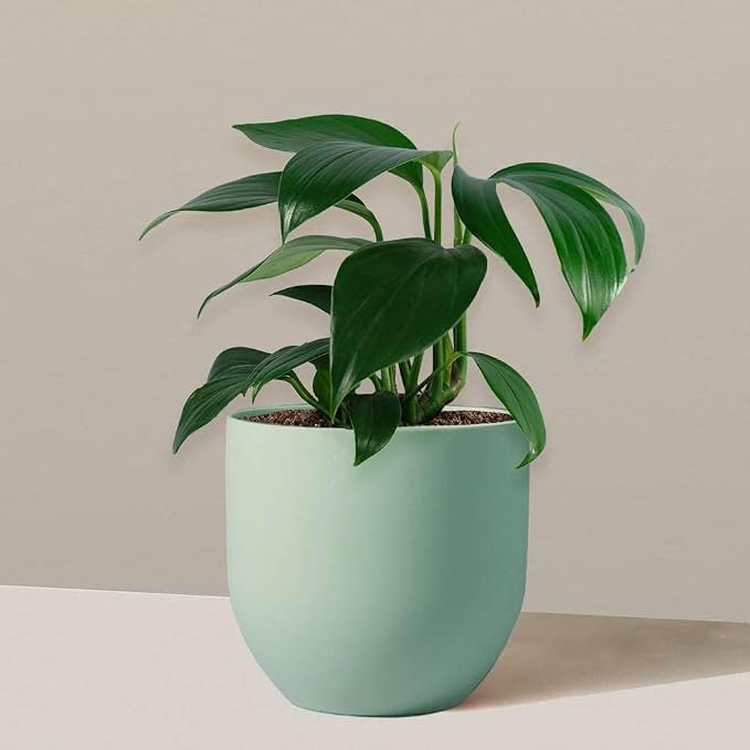 Philodendron Dragon Tail Live Plant for Indoor | Different Houseplants in 4'' & 6'' Pot | Real House Plant for Living Room, Office, Desk & Bathroom | Dragon Tail
