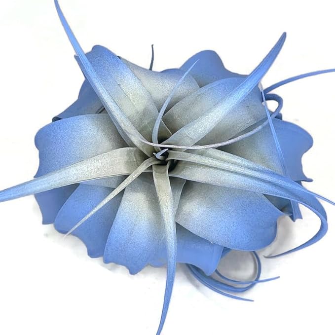 XL Xerographica Colored Air Plant, Live Tillandsia House Plant, Easy Care Indoor Outdoor, Great Gift, Healthy Arrival Guaranteed (Sky Blue)