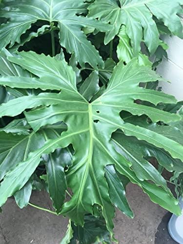 Philodendron Variety Pack - 5 Live Plants in 2 Inch Pots - Grower's Choice of Rare and Elegant Indoor Houseplants