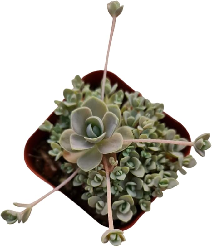 Live Cactus and Succulent Plants (2" Pot Orostachys Boehmeri Chinese Dunce Cap)