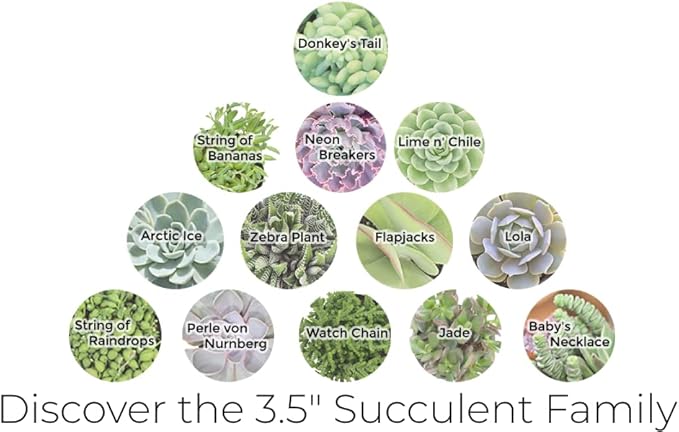 Altman Plants, 3.5" Donkey Tail Succulent Plants Live Succulents Plants Live Indoor Plants Live Houseplants Live Indoor House Plants Indoors Live Plants Indoor, Outdoor Plants Live Succulent Plants