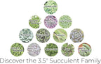 Altman Plants, Perle Von Echeveria Succulent Plants Live Succulents Plants Live with Pot, Live Indoor Plants Live Houseplants Live Indoor House Plants Indoors Live Plants Outdoor Plants Live Plant Pot