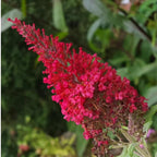 Red Butterfly Bush Live Shrub Plant Shrub, Buddleia Bush Well Rooted, 5 to 10 Inc Tall