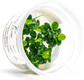 SubstrateSource Live Plants – Anubias Mini Coin (Anubias sp.) – Low Light, Bright Green Color, Foreground to Midground Aquarium Placement for Beginner, Small Rounded Leaf - Tissue Culture, 1 Pack