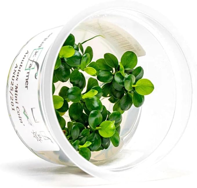 SubstrateSource Live Plants – Anubias Mini Coin (Anubias sp.) – Low Light, Bright Green Color, Foreground to Midground Aquarium Placement for Beginner, Small Rounded Leaf - Tissue Culture, 1 Pack
