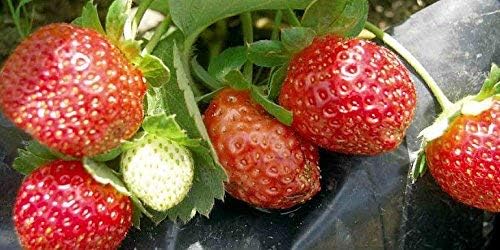 9GreenBox Seascape Everbearing Strawberry 10 Bare Root Plants - Best Flavor