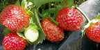 9GreenBox Seascape Everbearing Strawberry 10 Bare Root Plants - Best Flavor