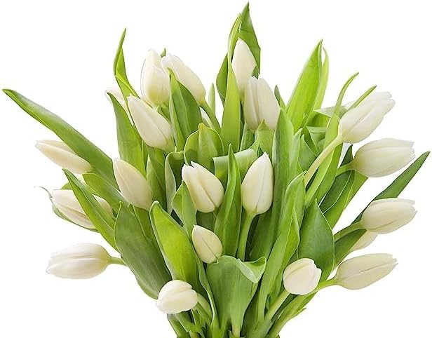 KaBloom - PREMIUM 20 White Tulips - Farm Direct Wholesale Fresh Flowers - Fresh Flowers for Birthday, Valentine's & Mother's Day