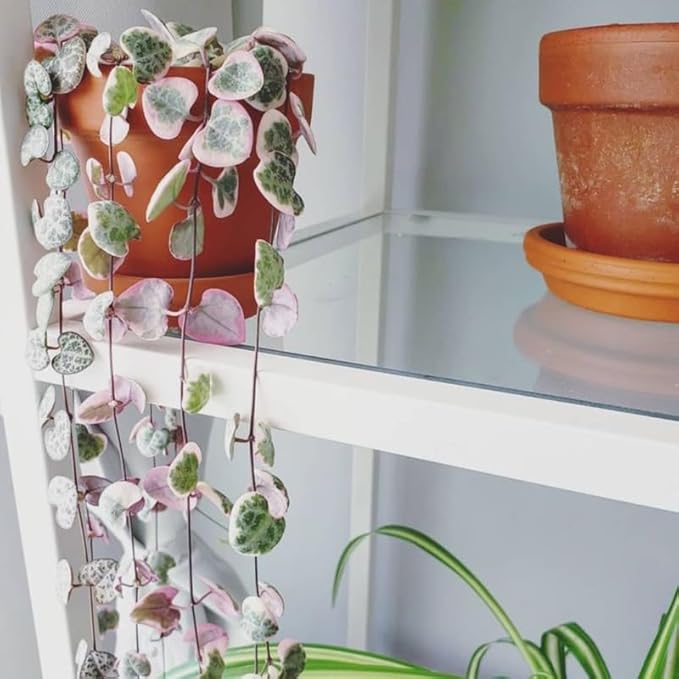 Ceropegia Woodii Variegated String of Hearts Live Plant, Rare Succulent Houseplant Indoor Home Decoration