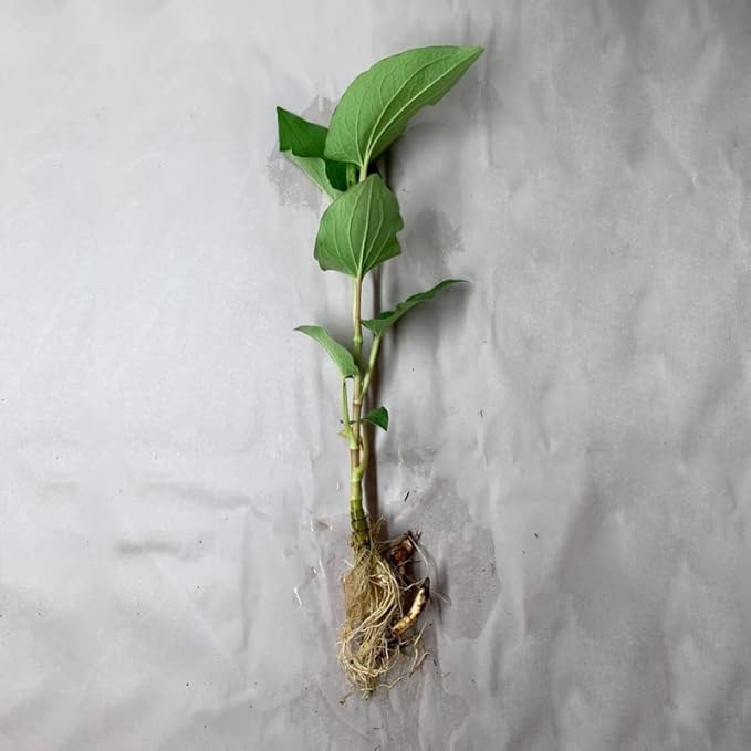 Chalily Native Lizard's Tail, a Great Live Pond Plant for Your Water Garden. Filters The koi and Goldfish Pond. Good for Bogs, Plant Shelf or Shallow Water This marginal Aquatic is a Real Beauty