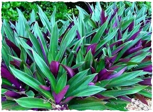 SIX Outdoor Live Plants- Oyster Plant Purple & Green - Grows to Medium Height Outdoor Plant- Young Small Plant
