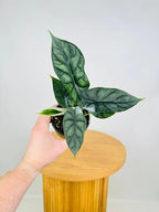 Alocasia Dragon Scale (Alocasia baginda) 5-9" Live Plant - Rare Jewel Alocasia with Highly Textured Foliage - Compact Indoor Houseplant - Collectors Favorite