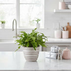 Fern 'Crocodile' (4 inch) - Lucky Houseplants - 4/6 inch Unique Live Decorative Houseplants - Easy to Care Indoor Plants, Perfect for Office, Home & Feng Shui Decor