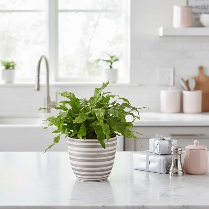 Fern 'Crocodile' (4 inch) - Lucky Houseplants - 4/6 inch Unique Live Decorative Houseplants - Easy to Care Indoor Plants, Perfect for Office, Home & Feng Shui Decor