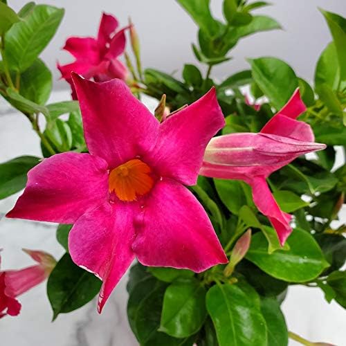 Pink Dipladenia Bush Live Plant - Tropical Plants of Florida - 14 inch Overall Height - 6 inch Planter Pot (1 Gallon) (Plant Only)