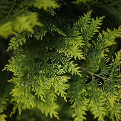 Brighter Blooms - Southern Living® Spartan Juniper, 2-3 ft. - No Shipping to AK, AZ, CA, HI