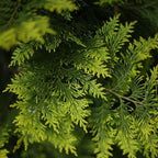 Brighter Blooms - Southern Living® Spartan Juniper, 2-3 ft. - No Shipping to AK, AZ, CA, HI