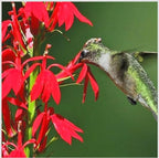 Red Cardinal Flower - Live Plant - Lobelia cardinalis - Vibrant Red Blooms, Attracts Hummingbirds Perennial, 3 Inch Pot, Traditional Medicinal & Garden Herb, Easy to Grow, Hardy Perennial