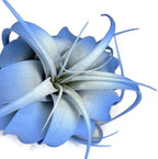 XL Xerographica Colored Air Plant, Live Tillandsia House Plant, Easy Care Indoor Outdoor, Great Gift, Healthy Arrival Guaranteed (Sky Blue)