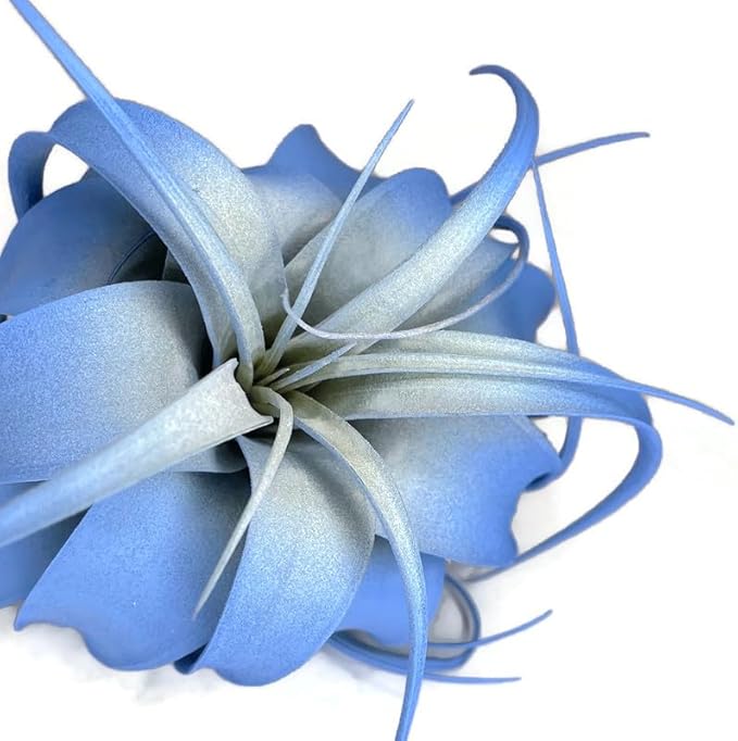 XL Xerographica Colored Air Plant, Live Tillandsia House Plant, Easy Care Indoor Outdoor, Great Gift, Healthy Arrival Guaranteed (Sky Blue)