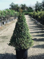 Eugenia globulus – Live Starter Plant | Rare Tropical Evergreen Shrub