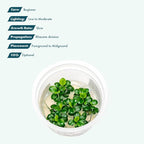 SubstrateSource Live Plants – Anubias Mini Coin (Anubias sp.) – Low Light, Bright Green Color, Foreground to Midground Aquarium Placement for Beginner, Small Rounded Leaf - Tissue Culture, 1 Pack