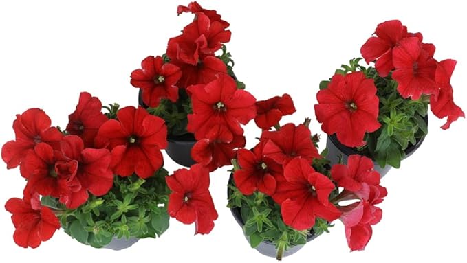 Live Petunia Flowers (4 Pack), Red Flowering Plants for Spring Gardening, Easy Plant Care, Garden Annuals, Red Petunias Multipack, Sun Loving Outdoor Annual